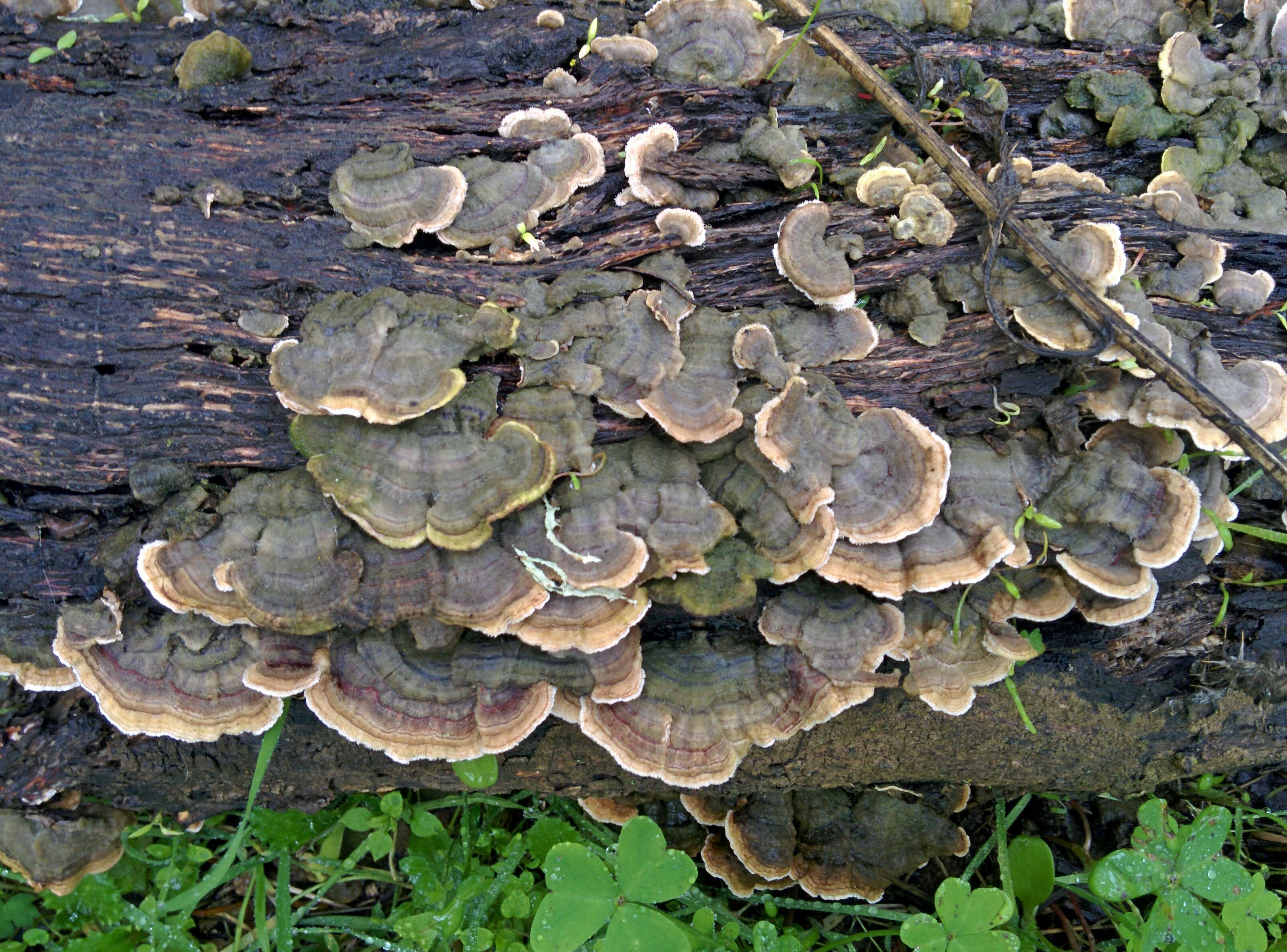 turkey mushrooms tail preserve pulgas ridge space open tails woods