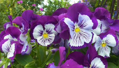 Viola “Whopping Purple Whiskers” – Sunnyvale-Garden